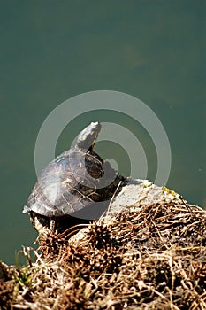 Painted Turtle Perched
