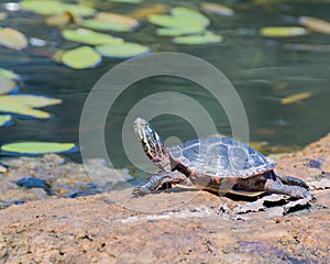 Painted Turtle