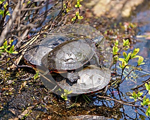 Painted Turtle Photo and Image. Group of painted turtle standing on a moss log with marsh vegetation in their environment