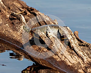 Painted Turtle Photo and Image. Turtle resting and hiding on a log in the pond with blue water background and displaying its