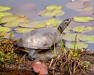 Painted Turtle Photo and Image. Turtle resting on a moss log in the pond with lily water pad