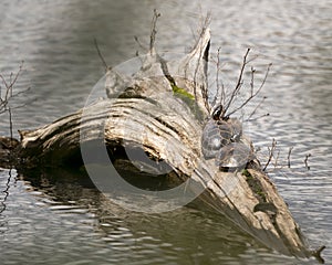 Painted Turtle Photo Stock. Painted turtle couple close-up profile view on a stump log in the pond displaying turtle shell, head,