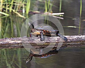 Painted Turtle Photo. Turtle resting on a log with body reflection and displaying its turtle shell, head, paws in its environment