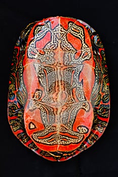 Painted Turtle Plastron