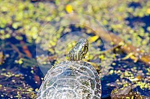 Painted turtle portrait centered in front of some mucky waters photo
