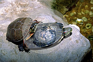 Painted Turtle and Red-eared Slider  33351