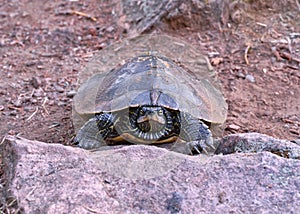 Painted turtle on rock at Burleigh Falls