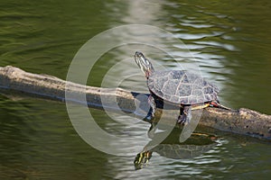 A painted turtle sits on a log in fall in New England