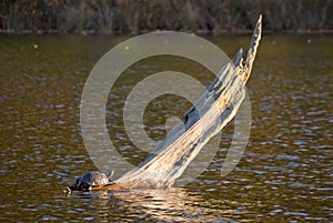 Painted turtle in the sun