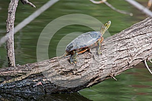 Painted Turtle Sunning