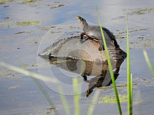 Painted turtle sunning on discarded car tire in wetland