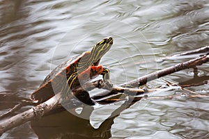 Painted Turtle Sunning