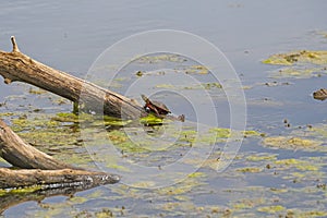 Painted Turtle Sunning on a Log