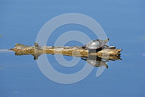 Painted turtle sunning on a log