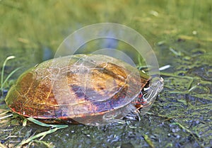 Painted turtle sunning