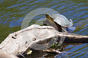 Painted Turtle Sunning
