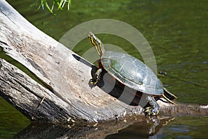 Painted Turtle Sunning photo