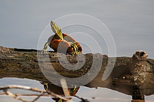 Painted Turtle Sunning