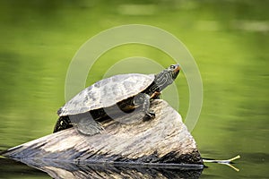 Painted Turtle on a sunny day