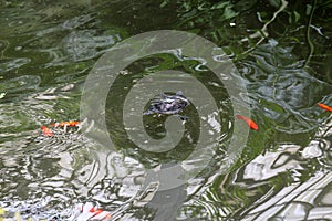 A Painted Turtle swimming in a pond with orange koi