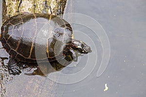 Painted Turtle