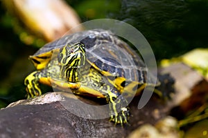 Painted turtle in wildlife