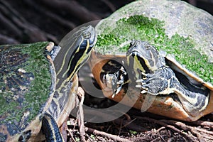 Painted turtle in wildlife