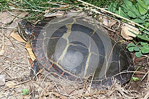 Painted Turtle & x28;Chrysemys picta& x29; photo