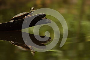 Painted Turtle Yawn Reflection