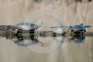 Painted Turtles