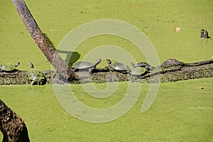 Painted turtles (Chrysemys picta)