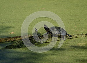 Painted turtles (Chrysemys picta)