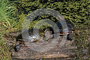 Painted turtles (Chrysemys picta) photo