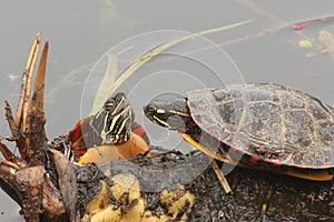 Painted Turtles (Chrysemys picta) photo