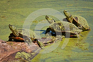 Painted Turtles Covered in Green Duckweed