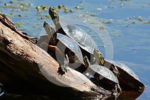 Painted Turtles Sunning On A Log