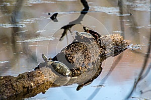 Painted Turtles sunning on log, Sandy Creek Nature Center, Georgia