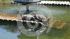 Painted Turtles taking sun - Chrysemys picta,