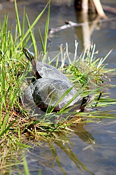 Painted turtles