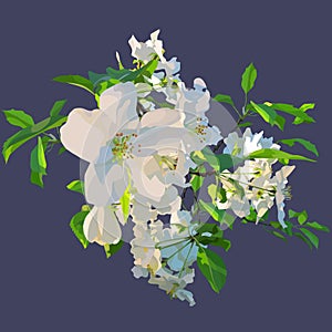 Painted white flowers of a blossoming apple tree