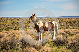 `Painted` Wild Mustang In Sandwash Basin