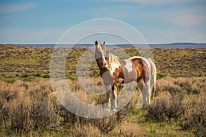 `Painted`  Wild Mustang In Sandwash Basin