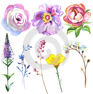 Painted wildflower flowers set in a watercolor style. photo