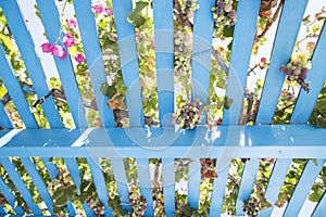 Painted wooden pergola lattice with vines, grapes and pink flowers