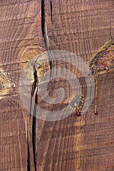 Painted wooden pine beam with a crack. Macro texture photo