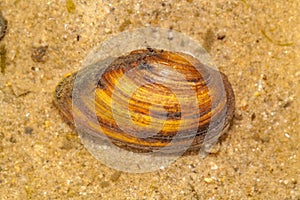 Painter mussel, Unio pictorum, in fluvial sediments of a river photo