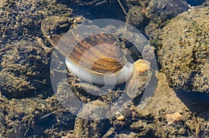 Painter`s mussel at the bottom of river