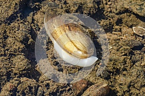 Painter`s mussel at the bottom of river