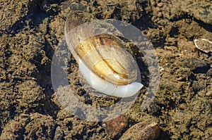 Painter`s mussel at the bottom of river photo