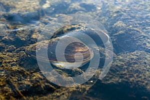 Painter`s mussel at the bottom of river photo